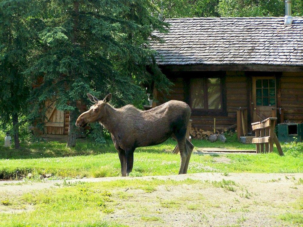 Chena Hot Springs Resort Φέρμπανκς Εξωτερικό φωτογραφία